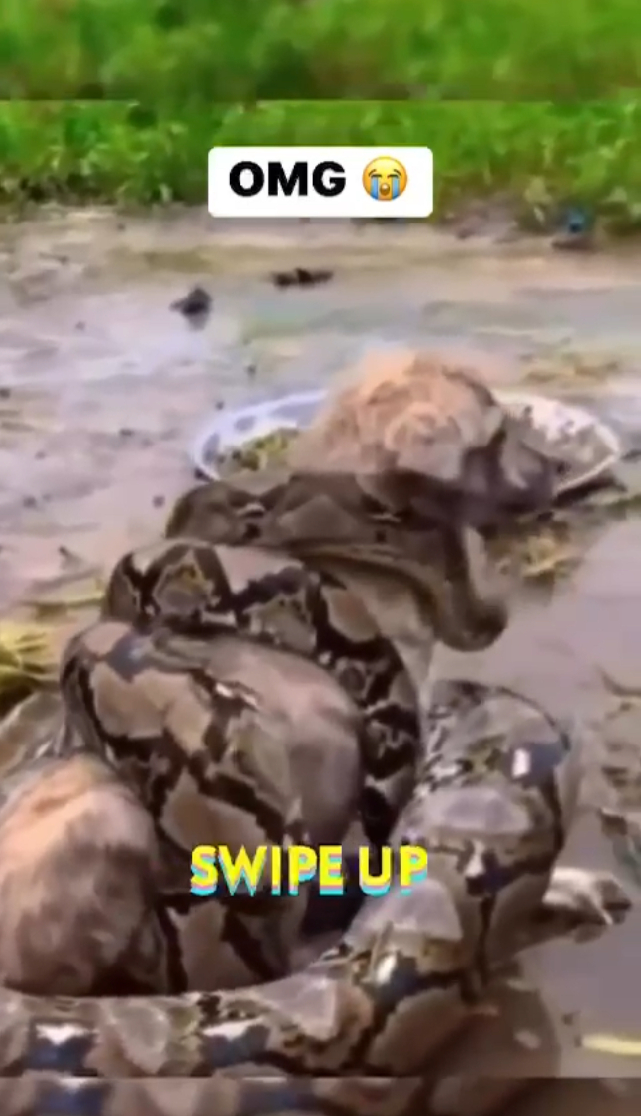 Heroic Rescue: Dog Saved from Python Attack – My Blog