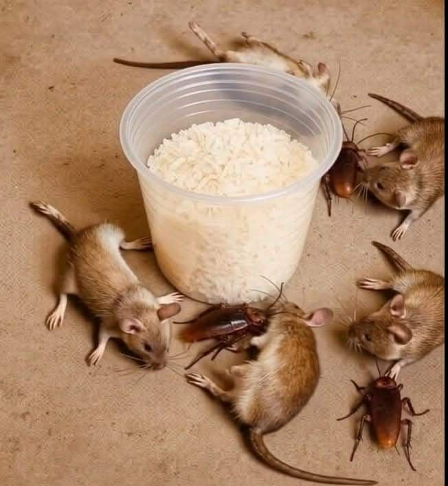How to get rid of rats and cockroaches with rice: An effective and ...