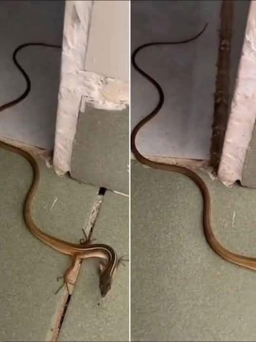 When a Snake Enters Your Home: What It Really Means and What You Should ...